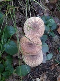 Echinoderma asperum image