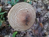 Echinoderma asperum image