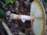 Echinoderma asperum image