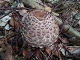 Chlorophyllum olivieri image