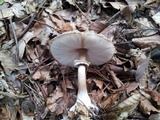Chlorophyllum olivieri image