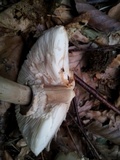 Chlorophyllum olivieri image