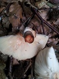 Chlorophyllum olivieri image