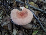 Lactarius torminosus image