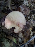 Lactarius torminosus image