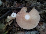 Lactarius torminosus image