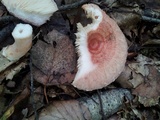 Lactarius torminosus image