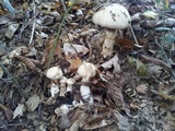 Hebeloma radicosum image
