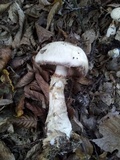 Hebeloma radicosum image