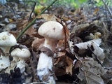 Hebeloma radicosum image