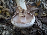 Hebeloma radicosum image