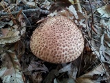 Echinoderma asperum image