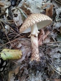 Echinoderma asperum image