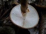 Echinoderma asperum image