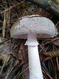 Amanita excelsa image