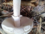 Amanita excelsa image
