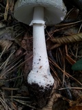Amanita excelsa image