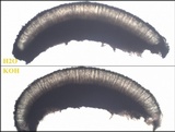 Lecidea fuscoatra image