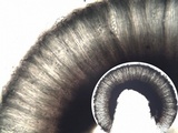 Lecidea fuscoatra image