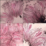 Lecidea fuscoatra image