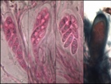 Lecidea fuscoatra image