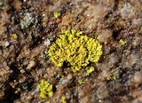 Candelaria concolor image