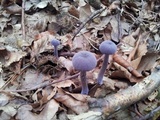 Laccaria amethystina image