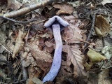 Laccaria amethystina image