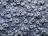Ochrolechia parella image