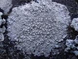 Ochrolechia parella image
