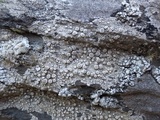 Ochrolechia parella image
