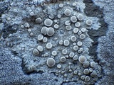 Ochrolechia parella image