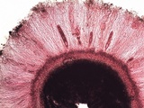 Ochrolechia parella image