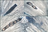 Ochrolechia parella image