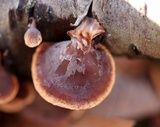 Tectella patellaris image