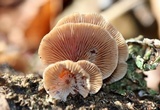 Tectella patellaris image