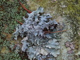 Parmotrema reticulatum image