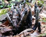 Xylaria polymorpha image