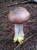 Gomphidius glutinosus image