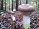 Gomphidius glutinosus image