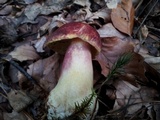 Tricholomopsis rutilans image