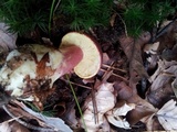 Tricholomopsis rutilans image