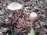 Chlorophyllum olivieri image