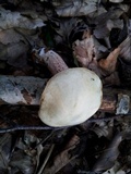 Suillus placidus image