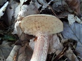 Suillus placidus image