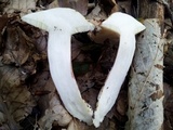 Suillus placidus image