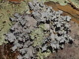 Parmotrema reticulatum image
