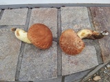 Boletus depilatus image