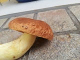Boletus depilatus image