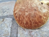 Boletus depilatus image
